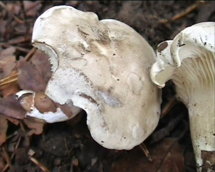 Clitopilus  cystidiatus       Hauskn. & Noordel.